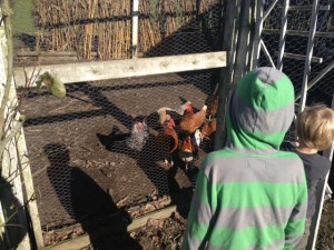 chickens1