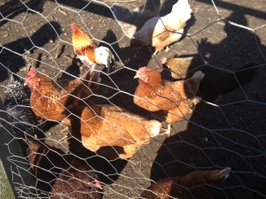 chickens2