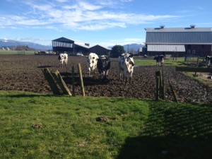 cows3