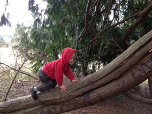 TREE5-1