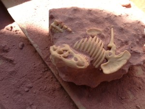 Dinodig2