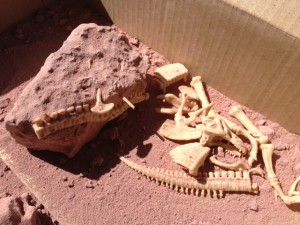 dinodig3