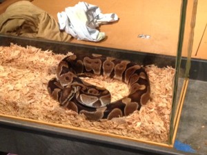 snake24